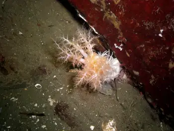 Stiff Footed Sea Cucumber