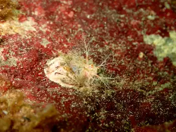 White Creeping Pedal Sea Cucumber