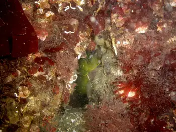 Longfin Gunnel