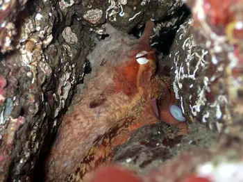 Red Octopus