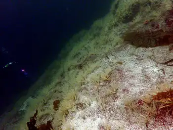 Northwest Feather Stars