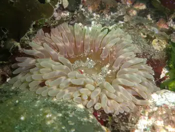 Stubby Rose Anemone