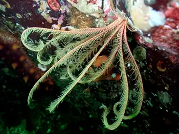 Northwest Feather Star