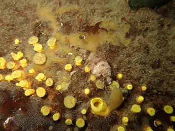 Yellow Boring Sponge
