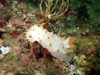 Modest Clown Nudibranch