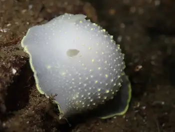 Yellow Rimmed Nudibranch