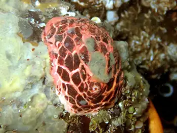 Red Creeping Pedal Sea Cucumber