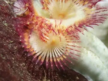 Red Trumpet Calcareous Tube Worm