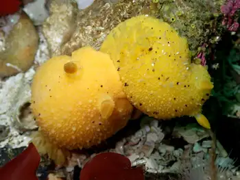 Monterey Sea Lemons