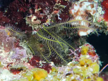 Beaded Feather Star