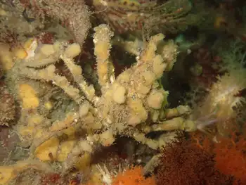 Moss Crab