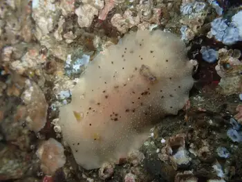 Freckled Pale Sea Lemon