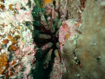 Pacific Slate Pencil Urchin