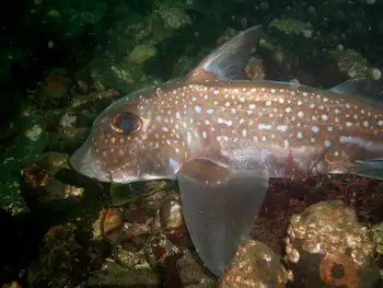 Ratfish