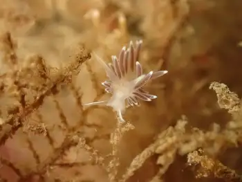 Red Flabellina Nudibranch