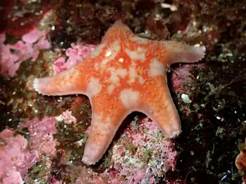 Leather Star