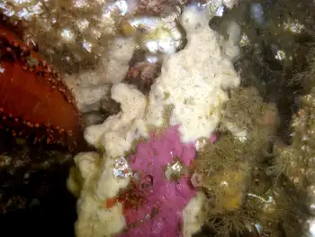 Hard Gnarled Clump Sponge