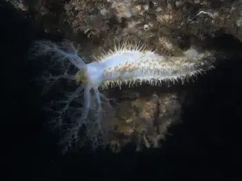 stiff footed sea cucumber