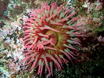 Fish Eating Anemone