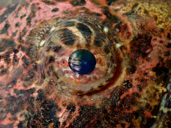 Buffalo Sculpin