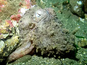 Red Octopus