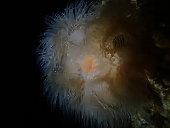 Metridium Anemone