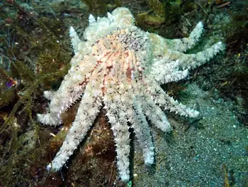 Sunflower Star