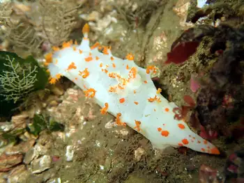 Modest Clown Nudibranch
