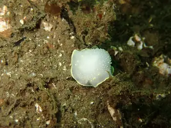 Yellow Rimmed Nudibranch