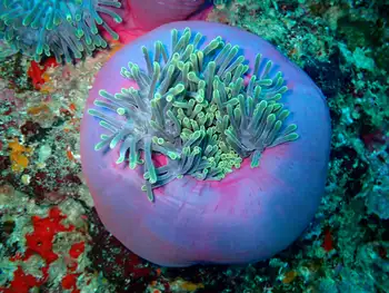 Magnificent Anemone