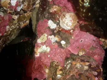 Encrusting Corraline Algae