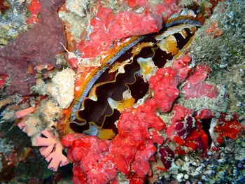 Variable Thorny Oyster
