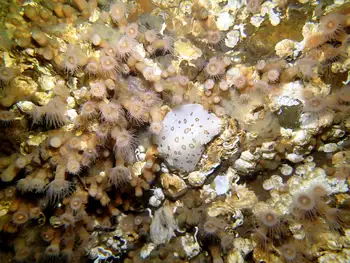 Leopard Nudibranch