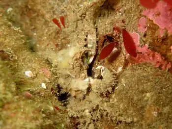 Sharp Nosed Crab