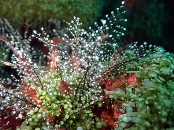pennaria disticha hydroid