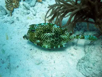 Honeycomb Cowfish