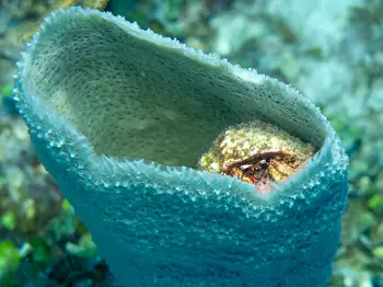 hermit crab