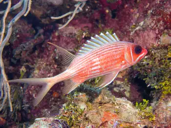 longspine squirrelfish