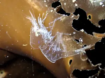 Kincaid Shrimp