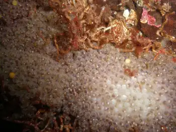 Eggs Fish