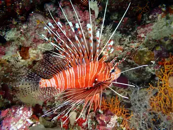 Lionfish