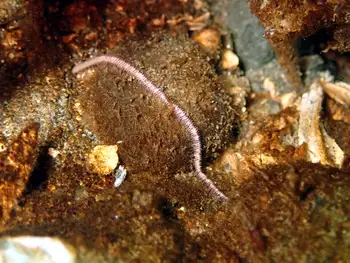 Many Jawed Worm