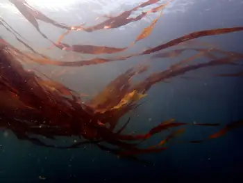 Bull Kelp
