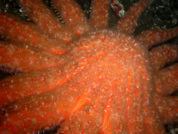 Sunflower Star