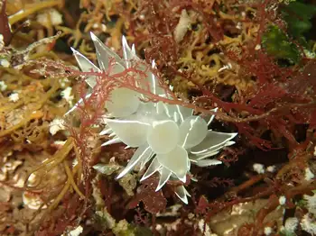 Alabaster Nudibranch