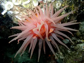 Crimson Anemone