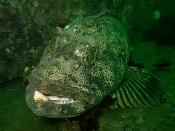 Lingcod