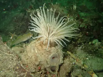 Tube Dwelling Anemone