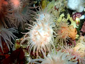 Crimson Anemones