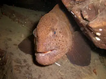 Juvenile Wolf Eel